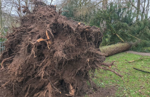 Sturmschäden im Kreisforstamt: Aufarbeitung läuft, Sperrungen weiterhin beachten