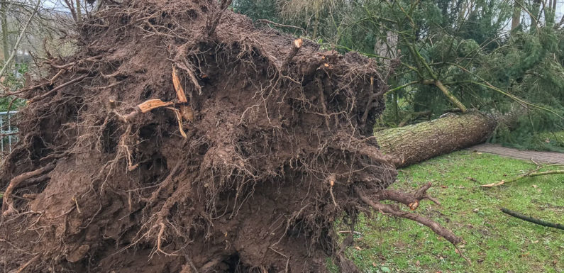 Sturmschäden im Kreisforstamt: Aufarbeitung läuft, Sperrungen weiterhin beachten