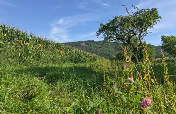 „Masterplan – 100% Klimaschutz“: Konzeptphase abgeschlossen, Umsetzung kann starten