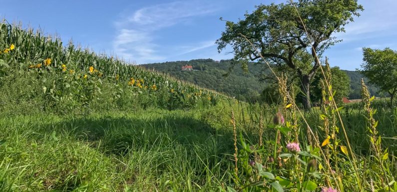 „Masterplan – 100% Klimaschutz“: Konzeptphase abgeschlossen, Umsetzung kann starten