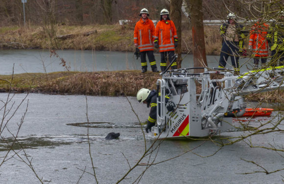 Haste: Feuerwehr rettet Hund aus Kiesteich