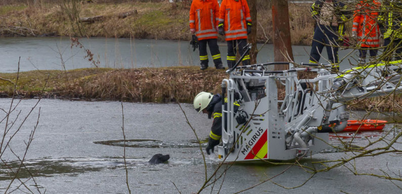 Haste: Feuerwehr rettet Hund aus Kiesteich