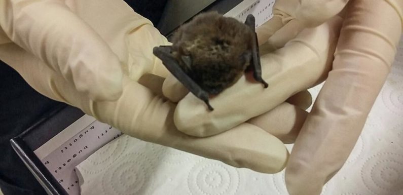 Mini-Fledermaus bei der Polizei abgegeben