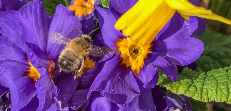 Untere Naturschutzbehörde sucht Wespenberater