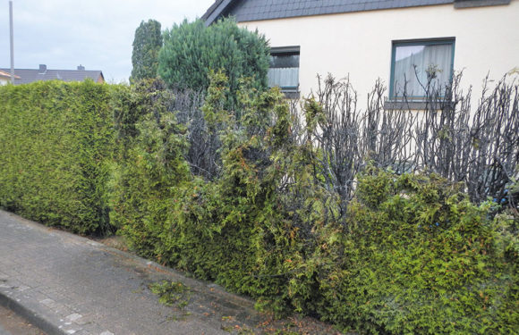 Heckenbrand in Hagenburg