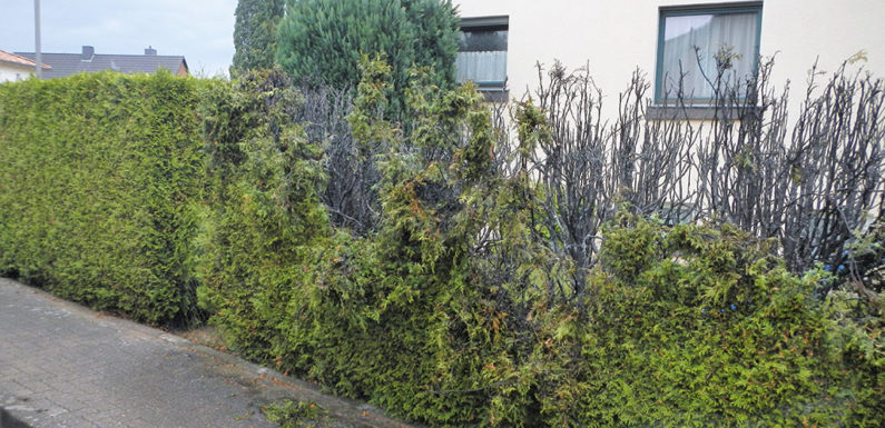 Heckenbrand in Hagenburg