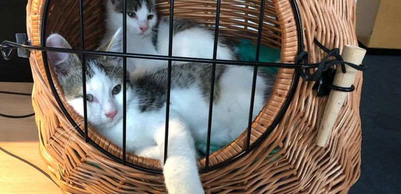 Kätzchen auf Waldweg ausgesetzt