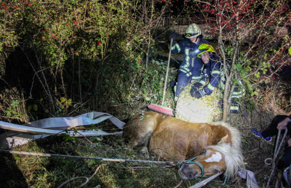 Feuerwehr rettet Pferd aus Graben