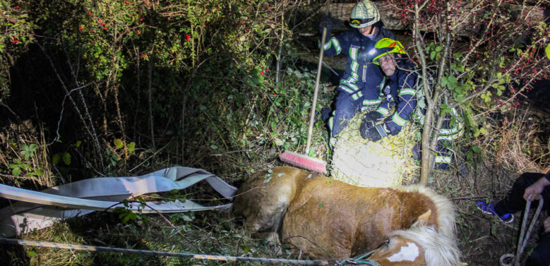 Feuerwehr rettet Pferd aus Graben