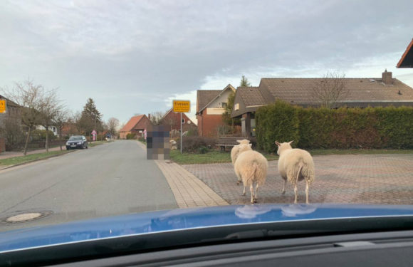 „Schwarze Schafe“ festgenommen