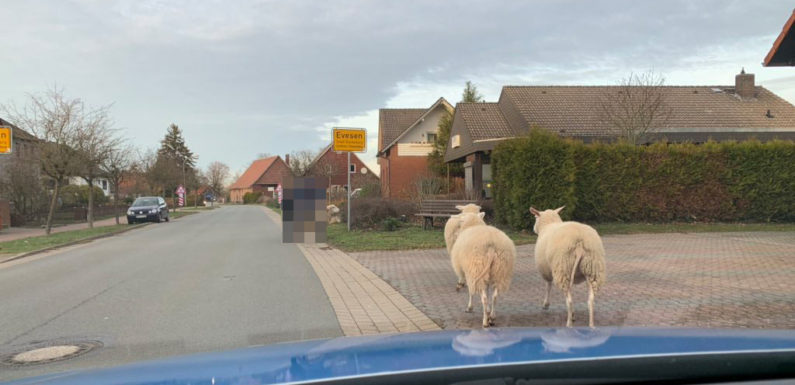 „Schwarze Schafe“ festgenommen