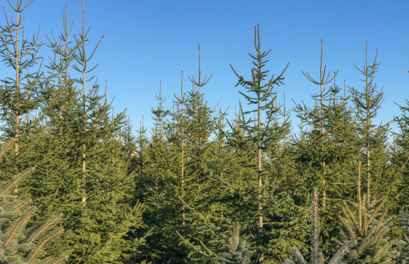Weihnachtsbaumverkauf im Kreisforstamt Spießingshol