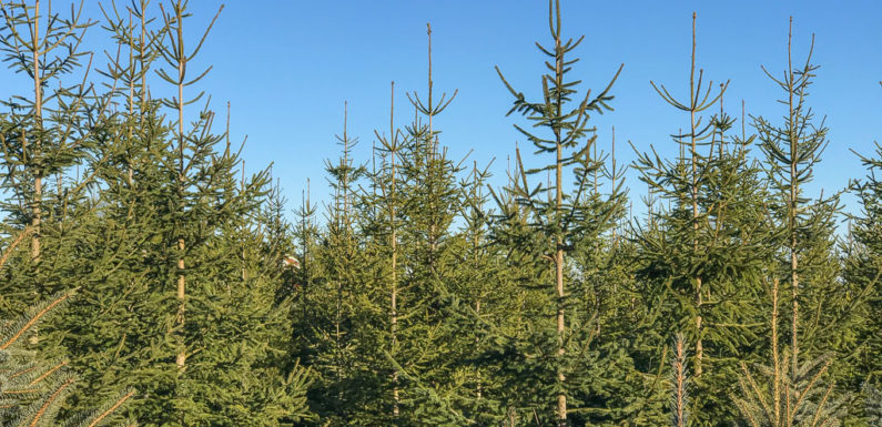 Weihnachtsbaumverkauf im Kreisforstamt Spießingshol