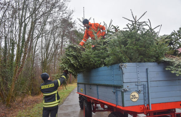 Jugendfeuerwehren der Stadt Bückeburg sammeln ausgediente Weihnachtsbäume ein