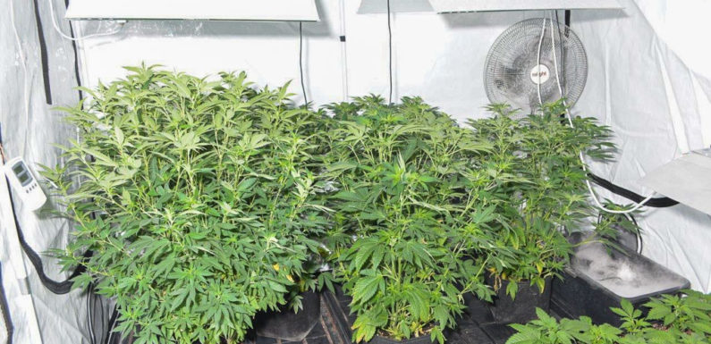 Indoorplantage in Nienstädt aufgefunden