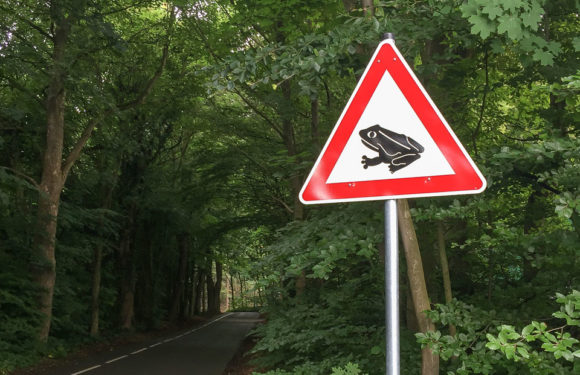 Straßensperrungen und Tempolimits: Amphibienwanderung im Landkreis Schaumburg