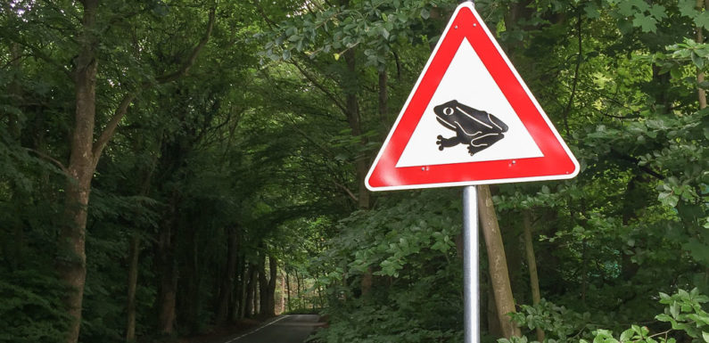 Straßensperrungen und Tempolimits: Amphibienwanderung im Landkreis Schaumburg