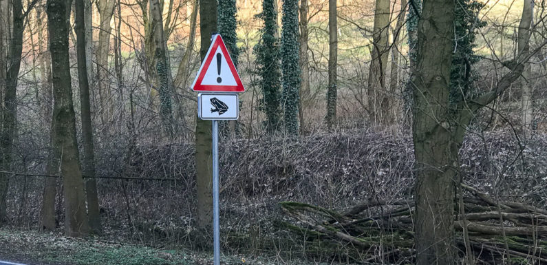 Amphibienwanderung im Landkreis Schaumburg: Geschwindigkeitsbeschränkungen und Straßensperrungen