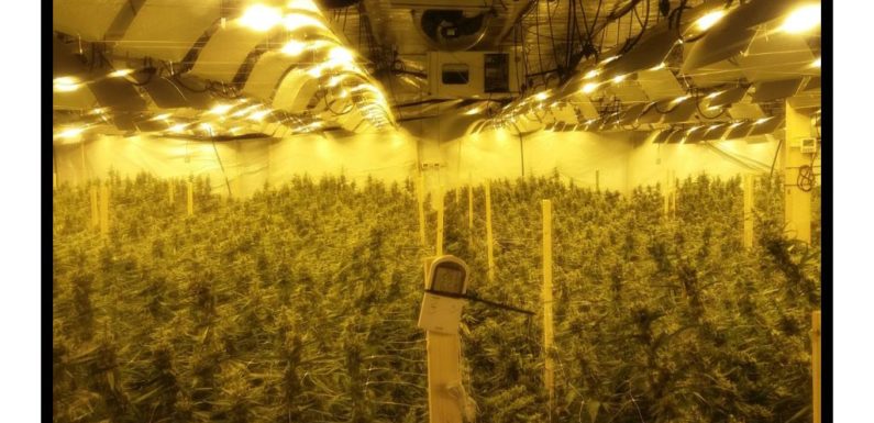 Drogen, Geld und Autos beschlagnahmt: Große Durchsuchungsaktion von Polizei und SEK