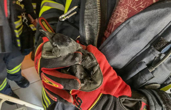 Feuerwehr rettet Vogel aus Dunstabzugshaube