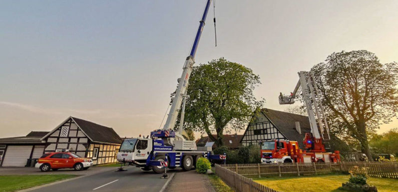 Schwerer Ast stürzt auf Hausdach