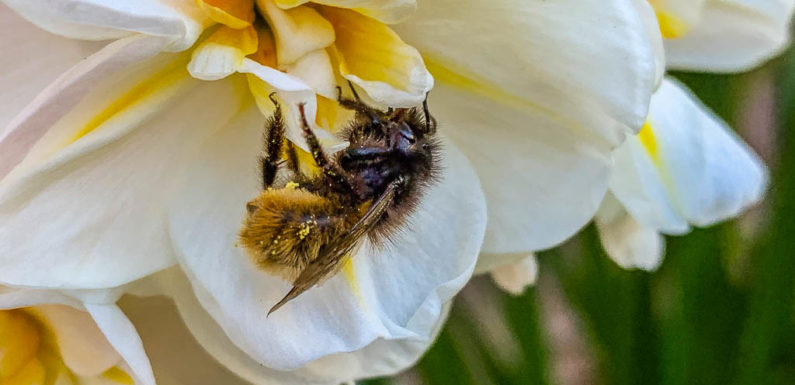 NABU lädt ein: Neuer Naturstammtisch in Stadthagen