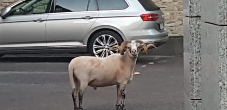 Drei tierische Einsätze für die Polizei Bückeburg