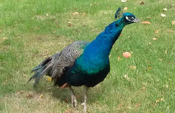 Hannibal auf Forschungsreise: Pfau unterwegs im Weserbergland