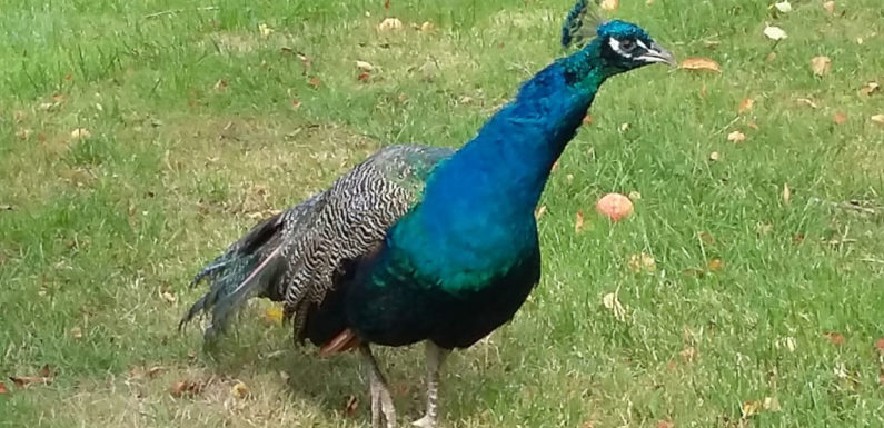 Hannibal auf Forschungsreise: Pfau unterwegs im Weserbergland