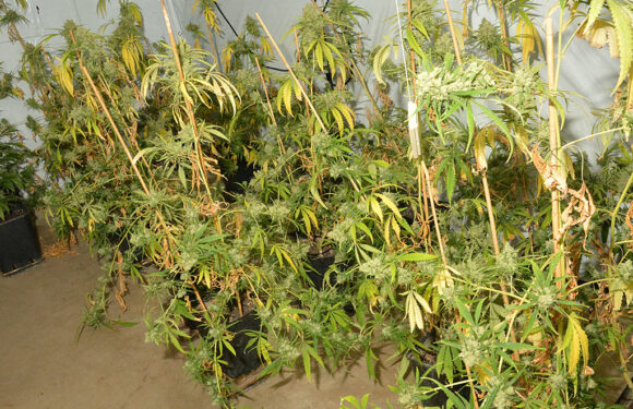 Zwei Tatverdächtige vorläufig festgenommen: Polizei beschlagnahmt Marihuana-Plantage im Auetal
