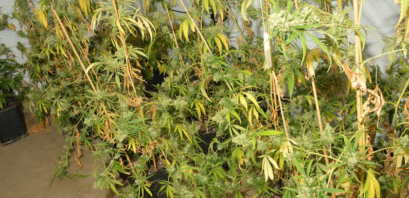 Zwei Tatverdächtige vorläufig festgenommen: Polizei beschlagnahmt Marihuana-Plantage im Auetal