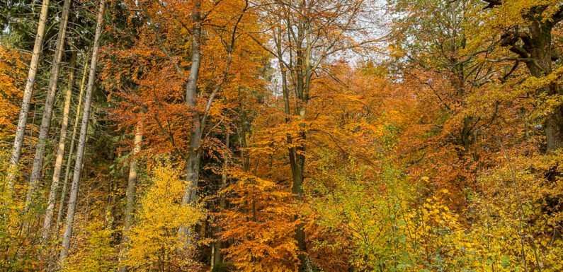 Versuchte Entführung eines Teddybären?
