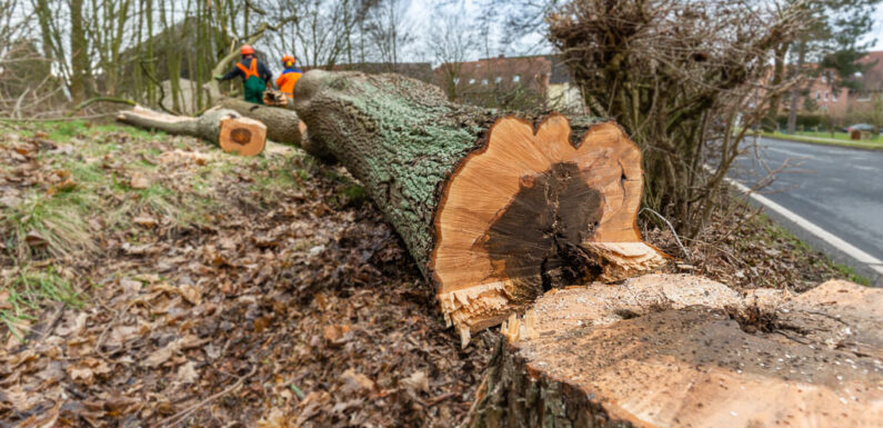 Stadtverwaltung Stadthagen informiert: „Gehölzschnitt an Straßenbäumen ist Sache der Stadt“