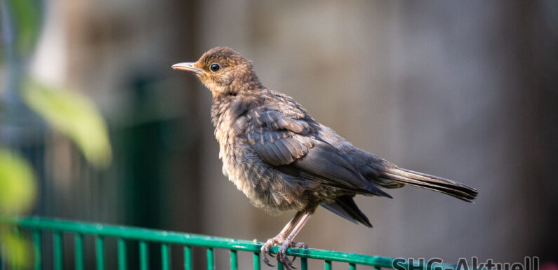„Gartenvögel beobachten – aber richtig“ in der VHS Stadthagen: Es sind noch Plätze frei!