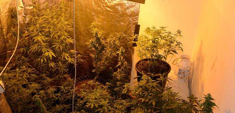 Stadthagen: Drogenplantage entdeckt