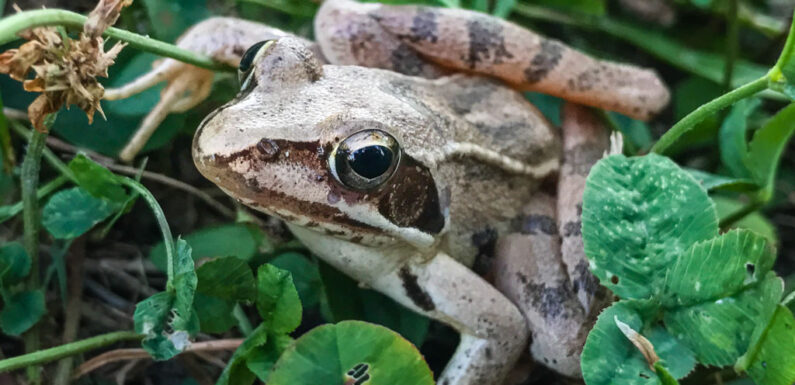 Frühzeitiges Einsetzen der Amphibienwanderung im Landkreis Schaumburg