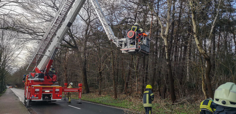 Äste drohen auf Fahrbahn zu stürzen
