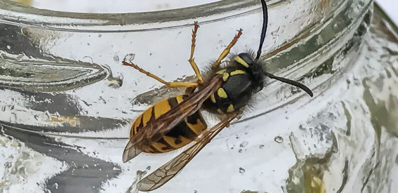 Wespe mit Wasser verscheucht: Cabriofahrer wird nass