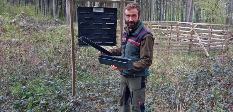 Der Borkenkäfer ist wieder da