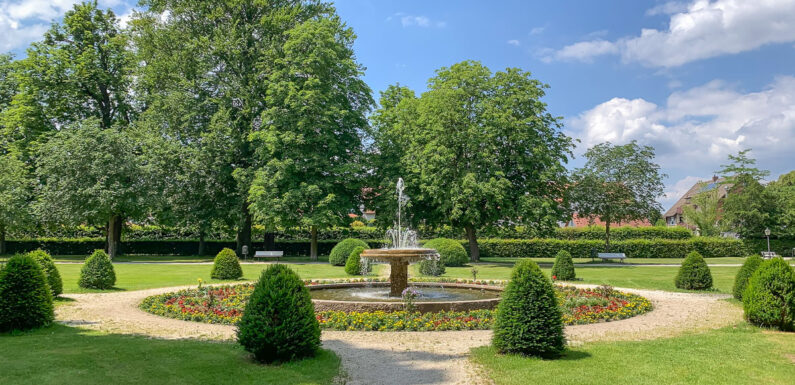 Stadthagen: Mehrere Kastanien im Schlossgarten von Pseudomonas-Krankheit befallen