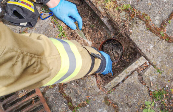 Feuerwehr rettet Katze aus Rohr