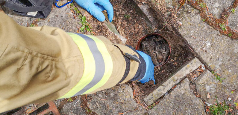 Feuerwehr rettet Katze aus Rohr