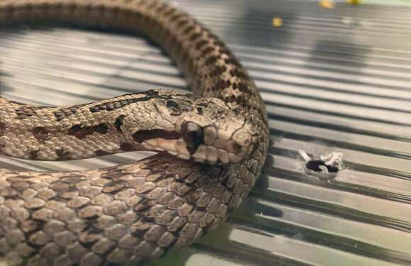 Feuerwehr wird zu Schlangen-Einsatz nach Seggebruch alarmiert