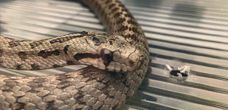 Feuerwehr wird zu Schlangen-Einsatz nach Seggebruch alarmiert