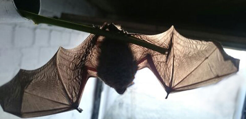 „Bat-Night“ in Stadthagen: Die mit den Händen fliegen und den Ohren sehen