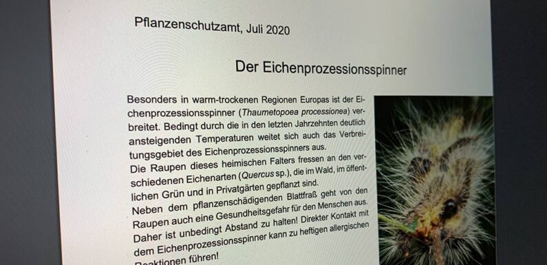 Eichenprozessionsspinner bisher noch nicht in Stadthagen gesichtet