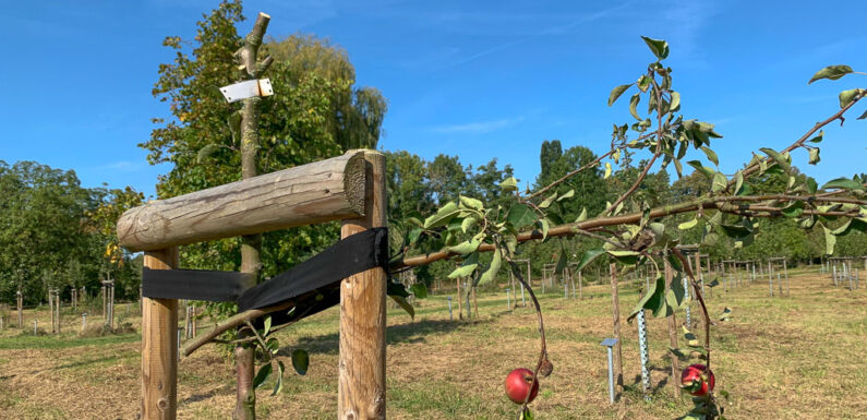 Rinteln: 30 Apfelbäume im Generationenpark zerstört