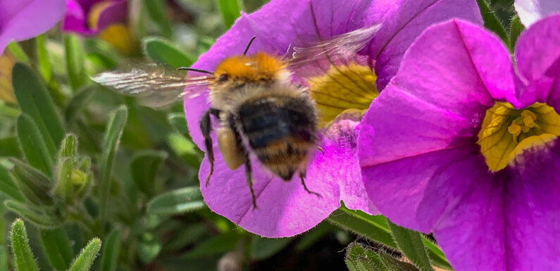 Obernkirchen: Aktionsbündnis informiert auf Wochenmarkt über Insekten
