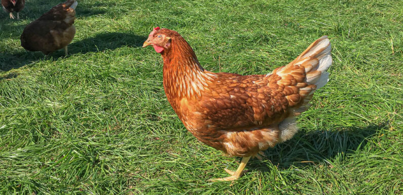 Erster Nachweis von Geflügelpest-Virus H5N8 im Landkreis Schaumburg