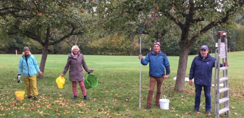 Obernkirchen: Golfclub-Mitglieder ernten die Früchte des Platzes